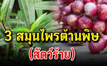 เรื่องดีๆที่ต้องรู้ 3 สมุนไพรต้านพิษ (สัตว์ร้าย)